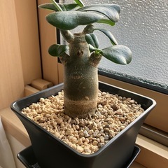 2025.07.26撮影　②アデニウム　オベスム　鉢ごと　塊根植物　　観葉植物の画像