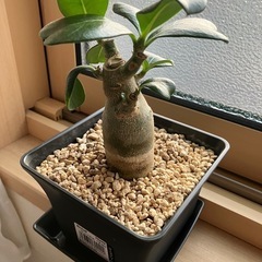 2025.07.26撮影　②アデニウム　オベスム　鉢ごと　塊根植物　　観葉植物の画像