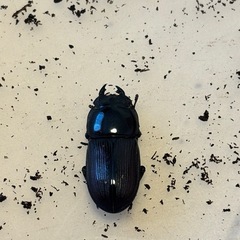【希少産地】ムシモンオオクワガタCBF2　成虫ペアの画像