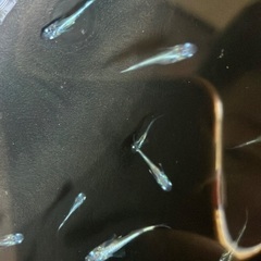 【取引中】選べる　メダカ　稚魚　10匹セット　500円〜の画像