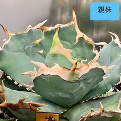アガベ  【ホワイトホーク】②OC子株の画像