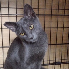 グレー　子猫　4ヶ月　抱っこできます