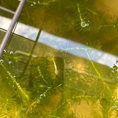 ビオトープセット　ラメめだかとエビの画像