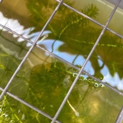 ビオトープセット　ラメめだかとエビの画像