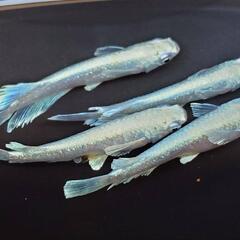 店舗済　めだか　エメキン【現物】の画像