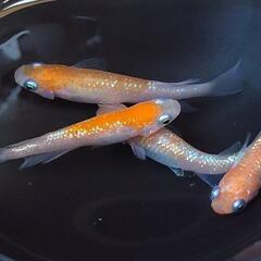 めだか　王華【現物】の画像