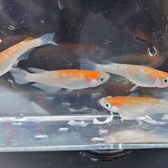 めだか　王華【現物】の画像