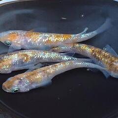 めだか　月華【現物】の画像