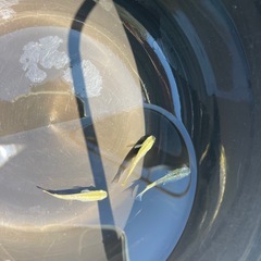 グリーンティアラメダカ
の画像