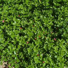 ベビーサンローズ　多肉植物　農薬不使用の画像