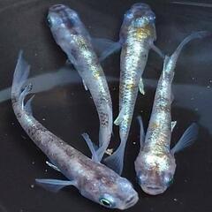 店舗済　めだか　花魁【現物】の画像