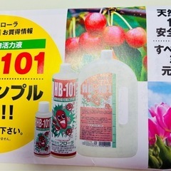 🎁付き🌸朝顔（あさがお）の種（たね）の画像