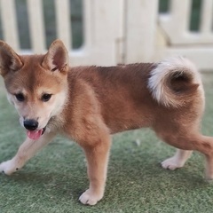 大譲渡会のお知らせ！ - その他