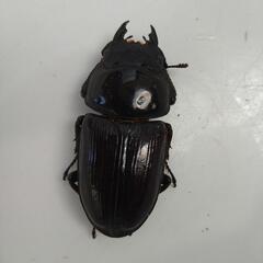 【新成虫】国産オオクワガタ能勢産♂♀ペアの画像