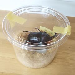 20250726【気にいった個体を選べます】国産カブトムシの成虫150円～⑤の画像