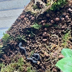 シナイモリ　上陸幼体　3匹 + 補償1匹　在庫限りの画像