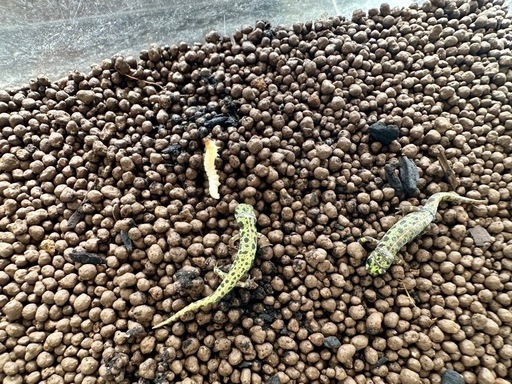 カージスマダライモリ　幼体2匹の内、1匹は補償　在庫限り