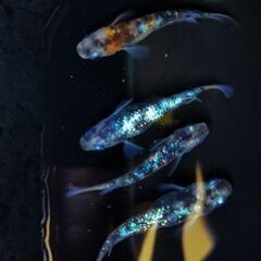 🎇✨夏休み企画✨🎇ラメラメ〜wwwの画像
