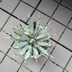 ユタエンシス エボリスピナ　の画像