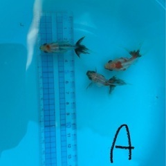 【Aセット】金魚3匹セット（※特徴あり）の画像