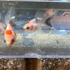 【Aセット】金魚3匹セット（※特徴あり）の画像