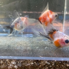 【Aセット】金魚3匹セット（※特徴あり）の画像