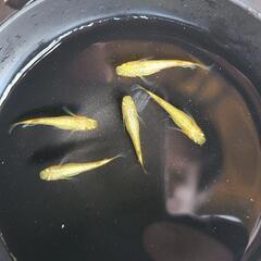 メダカ　サンシャイン5匹セットの画像