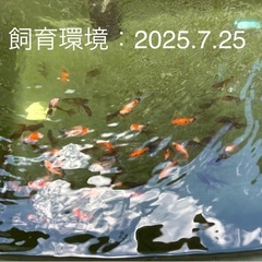 【Bセット】金魚3匹セット（※特徴あり）の画像