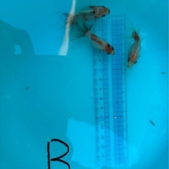 【Bセット】金魚3匹セット（※特徴あり）の画像