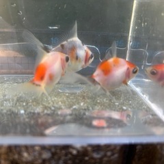 【Bセット】金魚3匹セット（※特徴あり）の画像