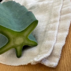柱サボテンの画像