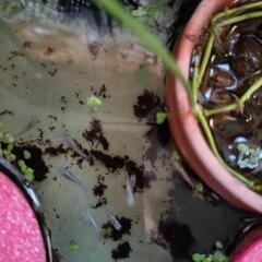 メダカ（雑種）20匹前後②の画像