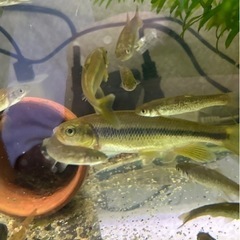川魚🐟色々います‼️の画像