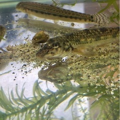 川魚🐟色々います‼️の画像