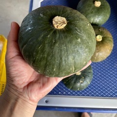 栗かぼちゃ5個の画像