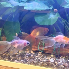【おたまセット】金魚3匹セットの画像