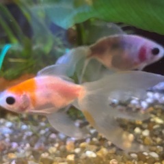 【おたまセット】金魚3匹セットの画像