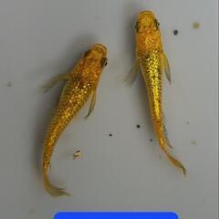 メダカ　サンシャイン5匹セットの画像