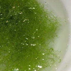 水草　めだか　産卵床などの画像