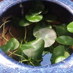めだか鉢　メダカ鉢　火鉢　水草大量付きの画像