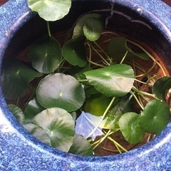 めだか鉢　メダカ鉢　火鉢　水草大量付きの画像