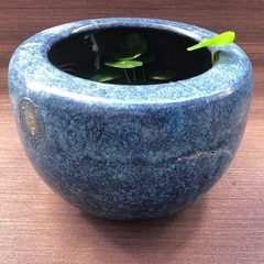 めだか鉢　メダカ鉢　火鉢　水草大量付きの画像