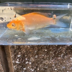 【鯉セット】錦鯉3匹セット（10cm程度）の画像