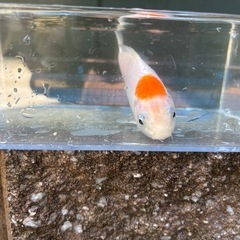 【鯉セット】錦鯉3匹セット（10cm程度）の画像
