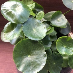 めだか鉢　メダカ鉢　大量水草付きの画像