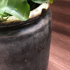 めだか鉢　メダカ鉢　大量水草付きの画像