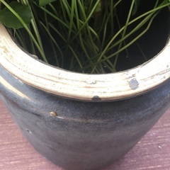 めだか鉢　メダカ鉢　大量水草付きの画像