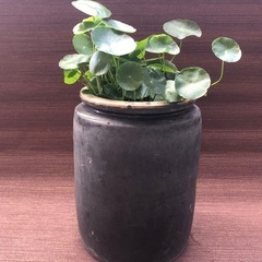 めだか鉢　メダカ鉢　大量水草付きの画像