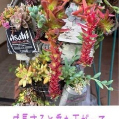 紅葉まつり苗の画像