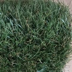 人工芝　7枚の画像